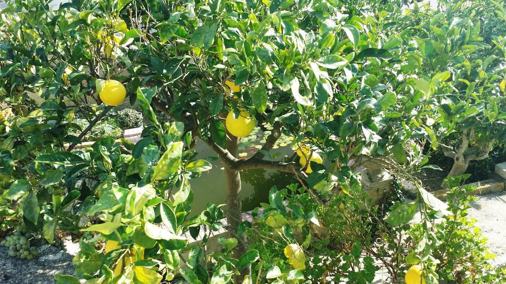 Sole E Fiori Di Sicilia Apartment Valderice Bagian luar foto