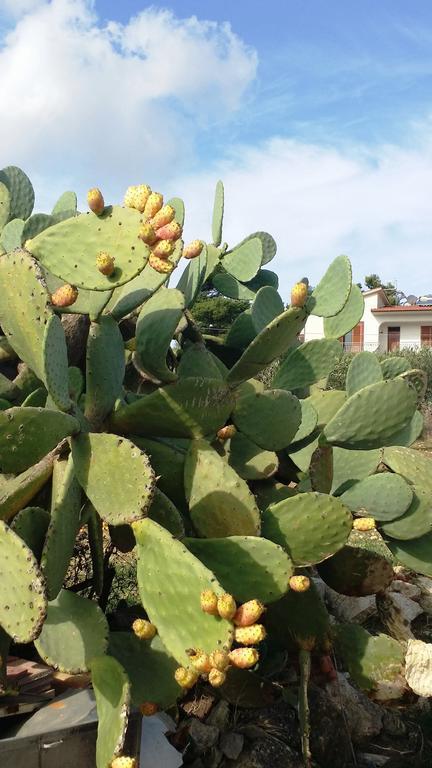 Sole E Fiori Di Sicilia Apartment Valderice Bagian luar foto
